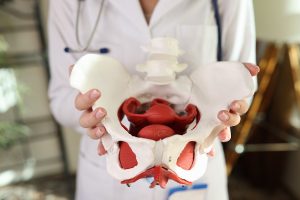 Close-up of doctor gynecologist holding of female pelvis with muscles model.